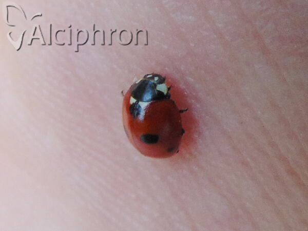 Coccinella quinquepunctata