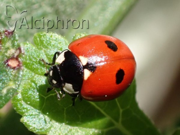 Coccinella quinquepunctata