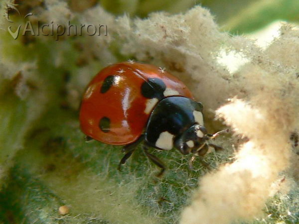 Coccinella septempunctata