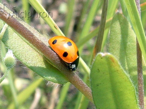 Coccinella septempunctata