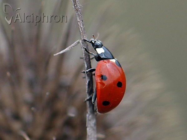 Coccinella septempunctata
