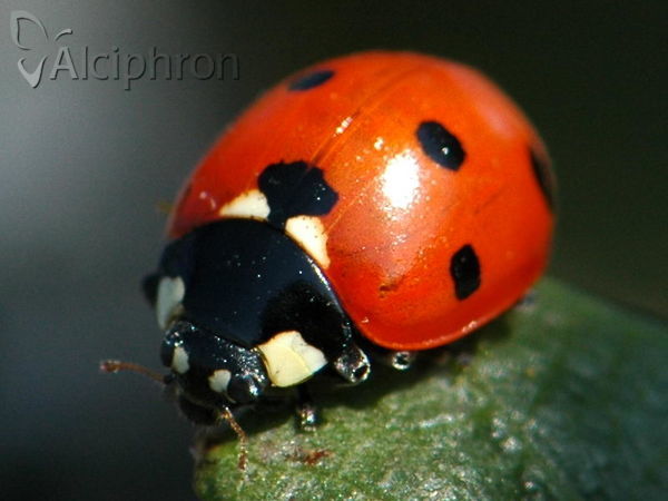 Coccinella septempunctata