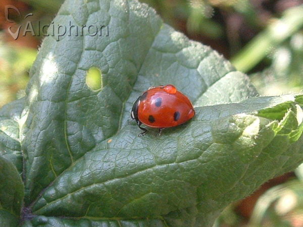 Coccinella septempunctata