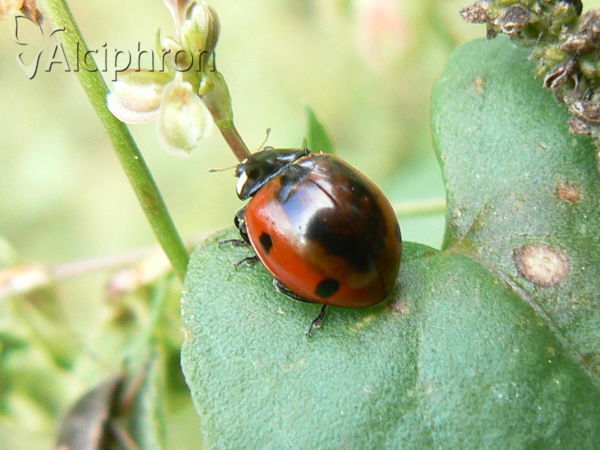 Coccinella septempunctata