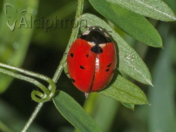 Coccinella septempunctata