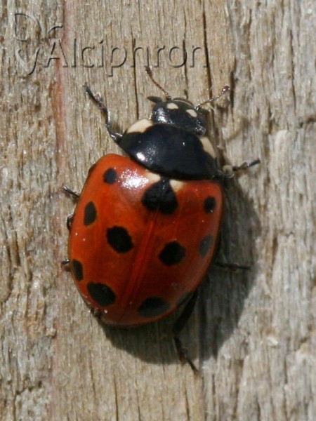 Coccinella undecimpunctata