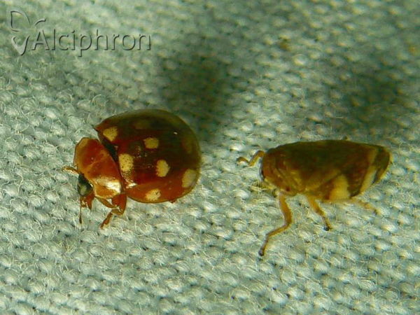 Calvia quatuordecimguttata