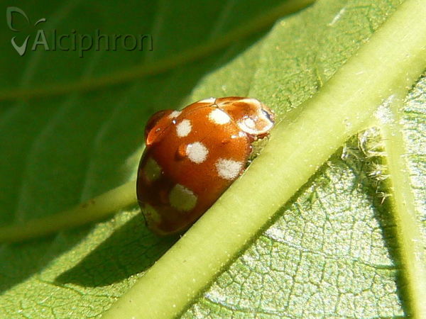 Calvia quatuordecimguttata