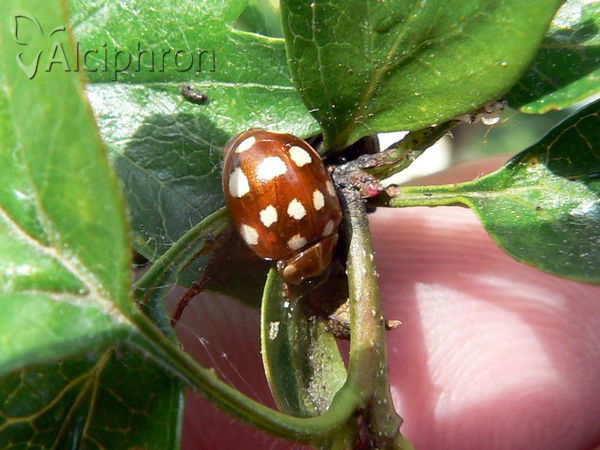 Calvia quatuordecimguttata