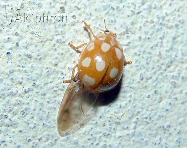 Calvia decemguttata