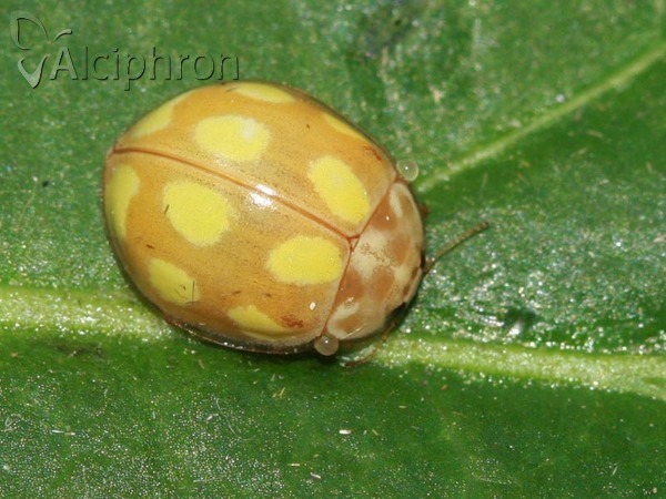 Calvia decemguttata