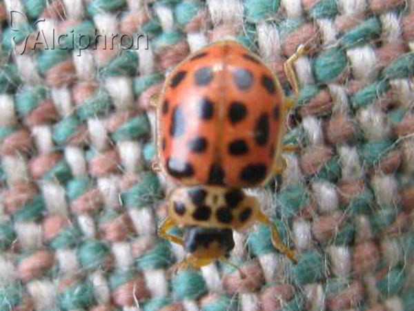 Anisosticta novemdecimpunctata