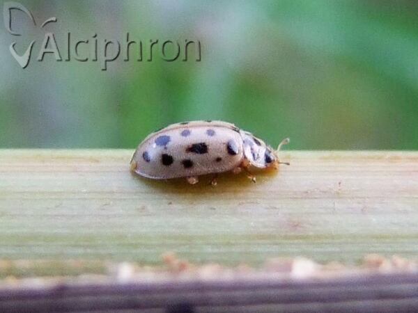 Anisosticta novemdecimpunctata