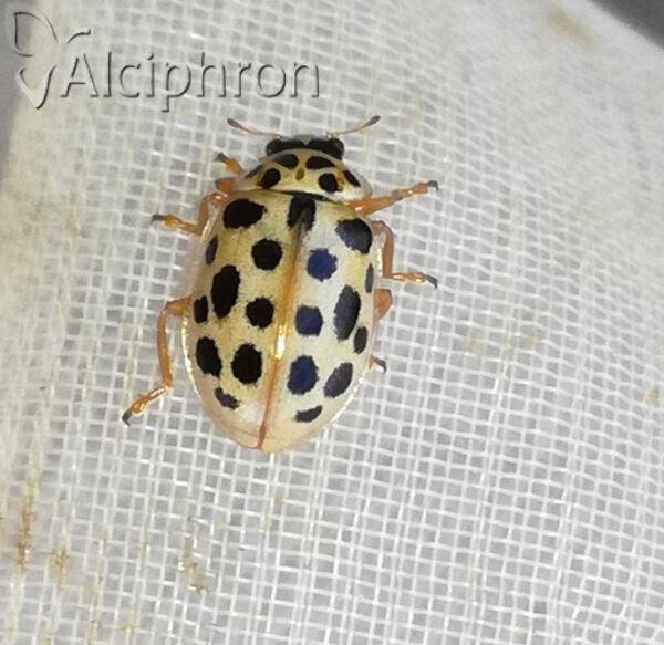 Anisosticta novemdecimpunctata