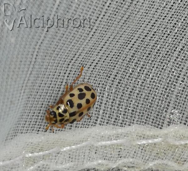 Anisosticta novemdecimpunctata