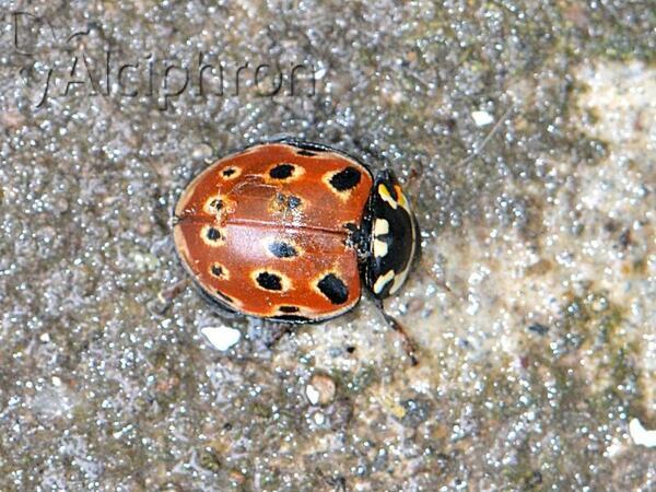 Anatis ocellata
