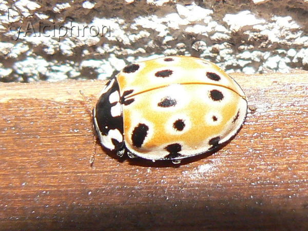 Anatis ocellata