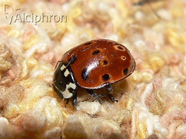 Anatis ocellata
