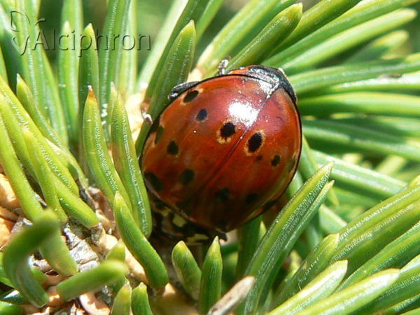 Anatis ocellata