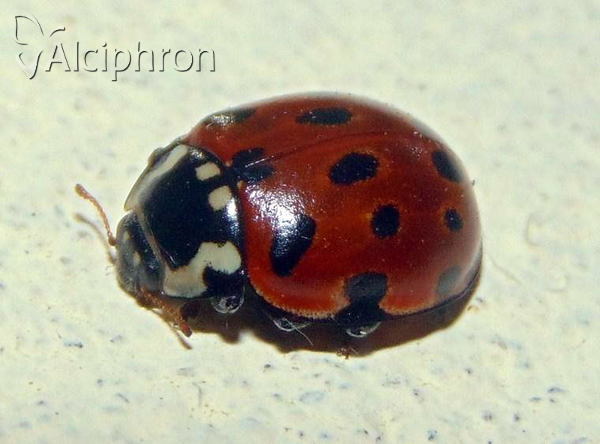 Anatis ocellata