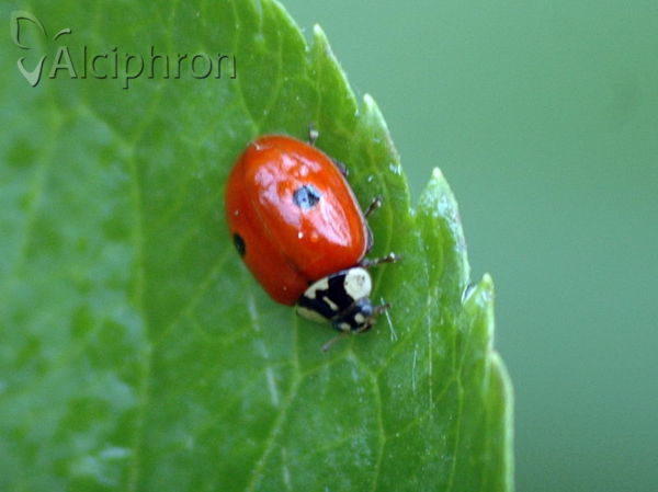 Adalia bipunctata