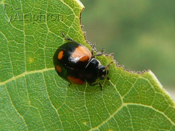 Adalia bipunctata