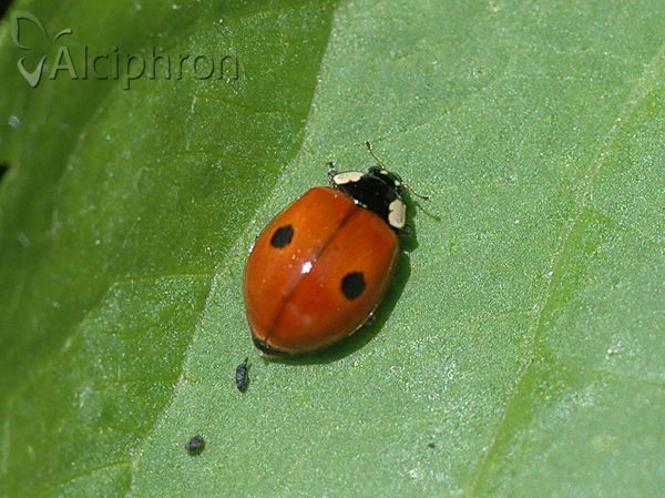 Adalia bipunctata
