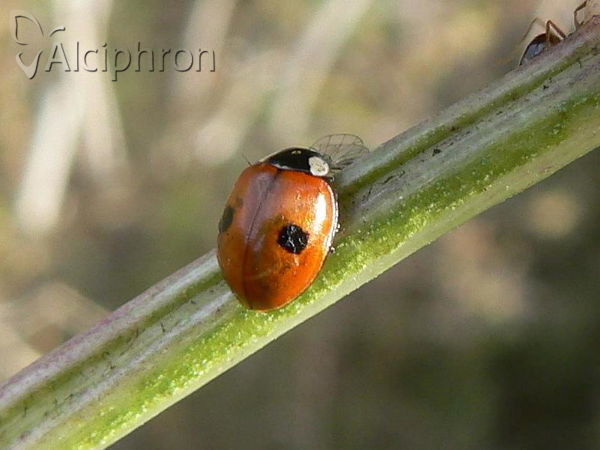 Adalia bipunctata