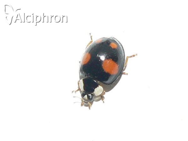 Adalia bipunctata