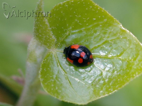 Adalia bipunctata