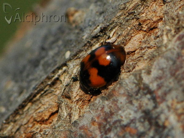 Adalia bipunctata