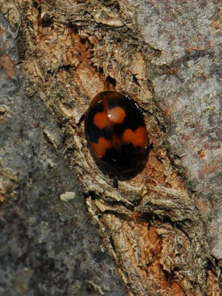 Adalia bipunctata