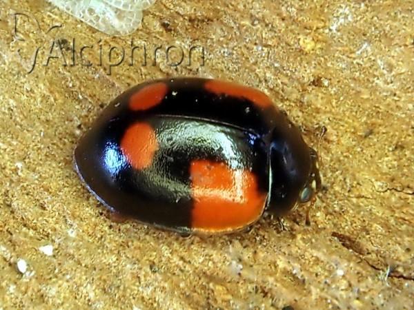 Adalia bipunctata