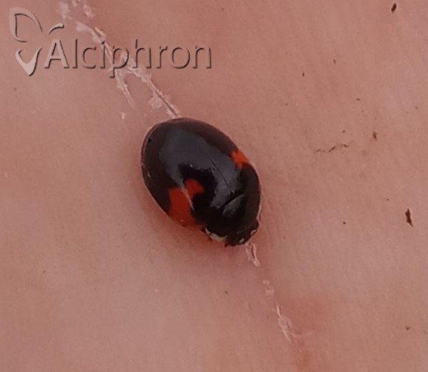 Adalia decempunctata