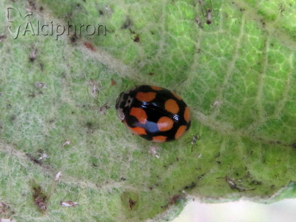 Adalia decempunctata