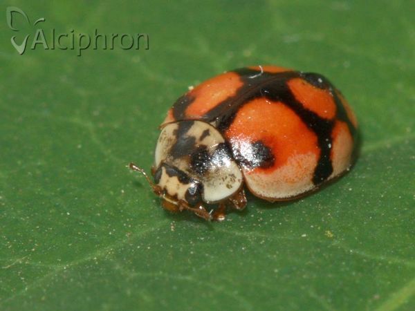 Adalia decempunctata