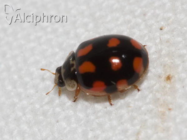 Adalia decempunctata