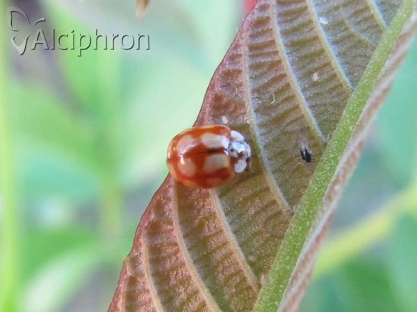 Adalia decempunctata