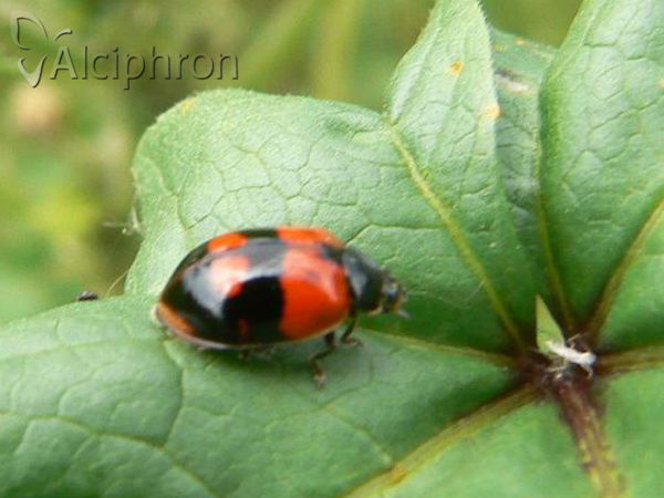 Adalia decempunctata