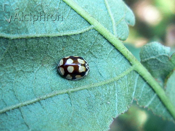 Adalia decempunctata