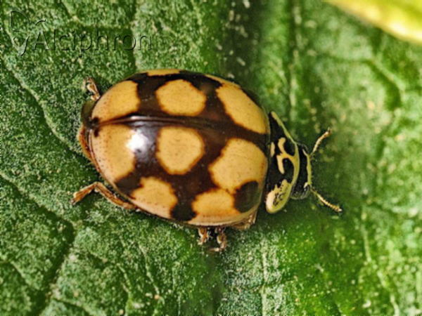 Adalia decempunctata
