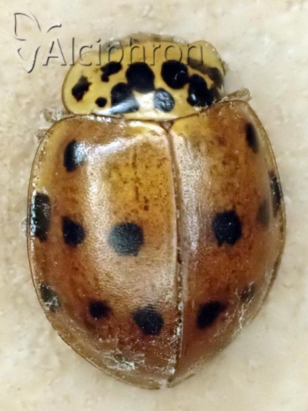 Adalia decempunctata