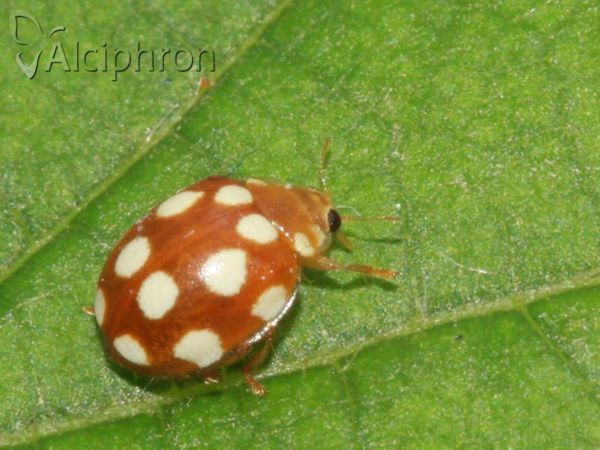 Vibidia duodecimguttata