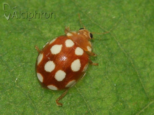Vibidia duodecimguttata