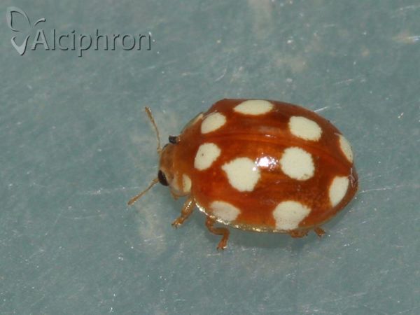 Vibidia duodecimguttata