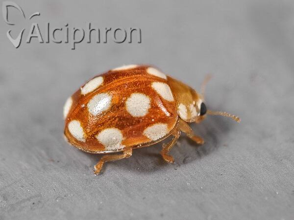 Vibidia duodecimguttata