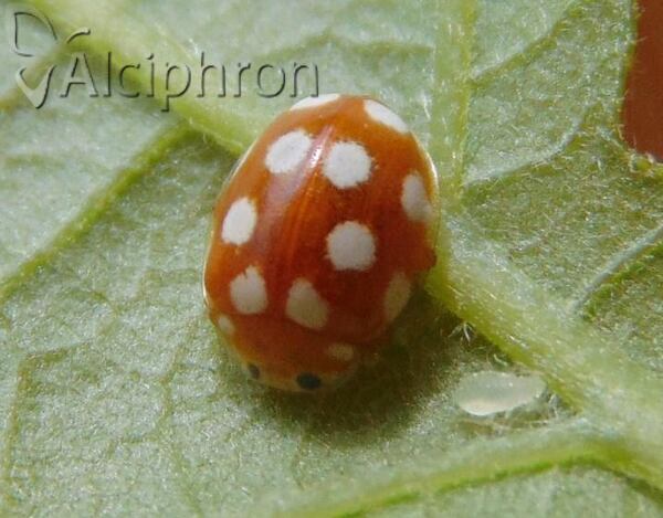 Vibidia duodecimguttata