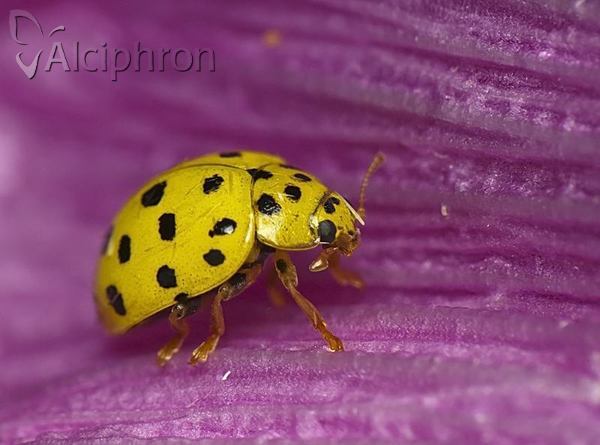 Psyllobora vigintiduopunctata