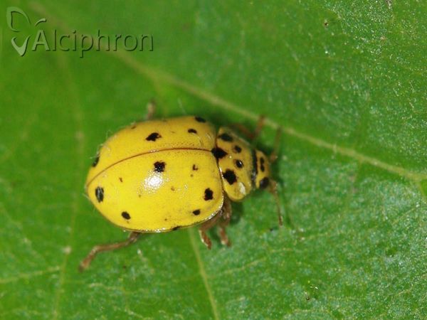 Psyllobora vigintiduopunctata