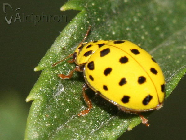 Psyllobora vigintiduopunctata